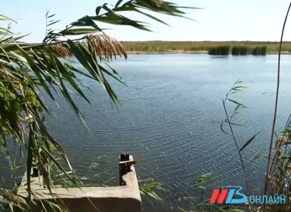 В дачном поселке под Волгоградом в пруду утонул 42-летний мужчина